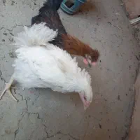 مرغ و خروس