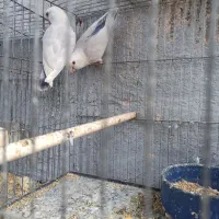 طوطی برزیلی مولد