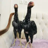 جوجه خروس اوشامو لاری