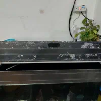 اکواریوم|ماهی|قم, ولیعصر|دیوار