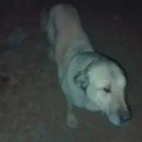 سگ سرابی ماده چهارساله