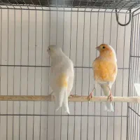 دوجفت قناری مست|پرنده|ملایر, |دیوار