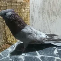 کبوتر نوک قنار آث