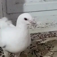 کبوتر جفگاه