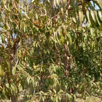 فروش باغ آماده درصوفیان