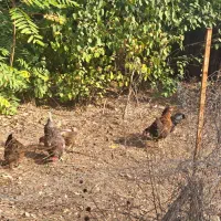 ۴ عدد مرغ تخم گذار یک خروس|حیوانات مزرعه|مرزنآباد, |دیوار