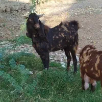 دو عدد بعده|حیوانات مزرعه|شوشتر, |دیوار