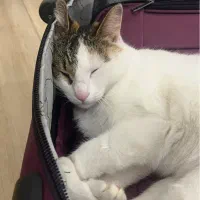 گم شدن گربه