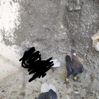 لاکی نر قلدر|پرنده|تربتحیدریه, کاشانی|دیوار