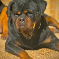 توله روتوایلر