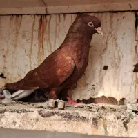 صرخ دم سفید