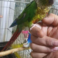 گرینچیک|پرنده|محمدشهر, شهرک پیام (مهرالبرز)|دیوار