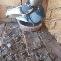 کبوتر|پرنده|آران و بیدگل, |دیوار