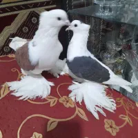 یک جفت پشتار ایاخای موقعیت ایلخچی