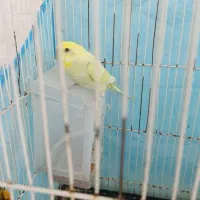مرغ عشق
