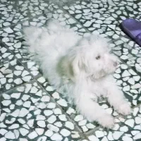 سگ شیتزو|سگ|آستانه اشرفیه, |دیوار