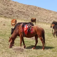 اسب ماده کرد ۴ ساله یوقه