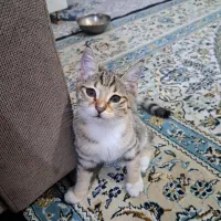 گربه خانگی