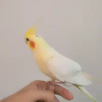 عروس هلندی ماده بالغ