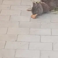 بچه خرگوش لوپ