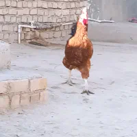 خروس|حیوانات مزرعه|فیروزه, |دیوار