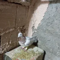 کله هما و جوجه هفت رنگ|پرنده|سبزوار, جوادیه شرقی|دیوار