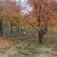 باغ گیلاس تکدانه تپه باشی|فروش زمین و ملک کلنگی|فیرورق, |دیوار