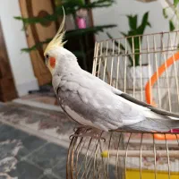 عروس هلندی|پرنده|اصفهان, شهرک زاینده رود|دیوار