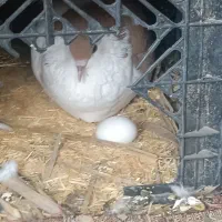 کفتربهبانی ویک میلیمنزنر سرحال|پرنده|افزر, |دیوار