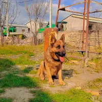 سگ ژرمن