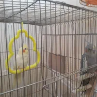 عروس هلندی|پرنده|گلبهار, شهر جدید گلبهار|دیوار