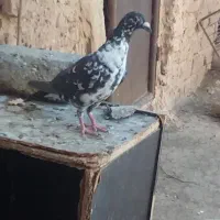 سوسکی سینه  سفید
