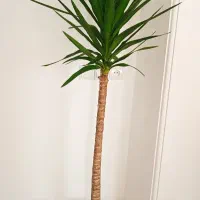 گل یوفا ۱۸۰ سانتی متری