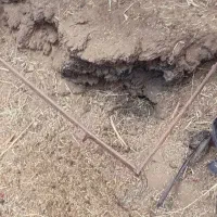 خاک گاو وگوسفند