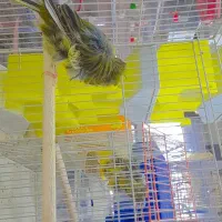 ۴قناری نر فر  ۵عالی مست بخون شلاقی|پرنده|طبس, |دیوار