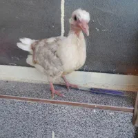 کبوتر. پرنده  جوجه