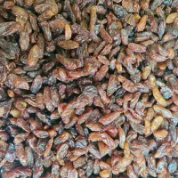 کشمش افتابی محمدکاشمری