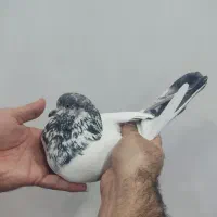 سه تا کفتر غریب