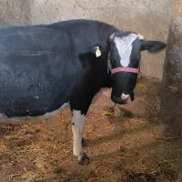 گاو گوشتی|حیوانات مزرعه|مشگین شهر, |دیوار