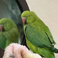 ملنگو ۱۱ماهه دستی|پرنده|بندر امام خمینی, |دیوار