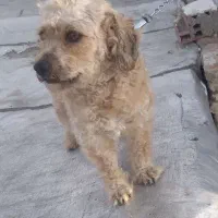 فروش فوری سگ نژاد پودل نر موفرفری|سگ|اردبیل, |دیوار