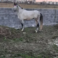 اسب باری سواری|اسب و تجهیزات اسب‌سواری|نور, |دیوار