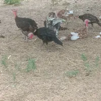 فروش بوقلمون ۵ماهه