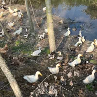 اردک تخم گذار