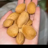 فروش بادام سنگی عمده