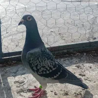 مسافتی کوپمن