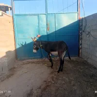 فروش الاغ مخصوص گله