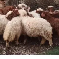 فروش یک عدد بره نر