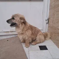 سگ باهوش|سگ|قم, علی آباد سعدگان|دیوار