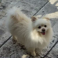 سگ پامرین|سگ|خرمدره, |دیوار